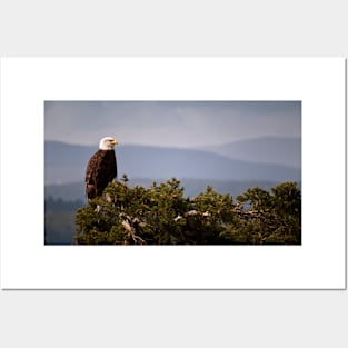 Mature Bald Eagle on Fir Tree Posters and Art